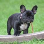 ¿Se puede visitar Stonehenge con perros?