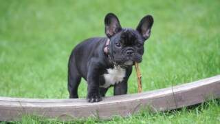 ¿Se puede visitar Stonehenge con perros?