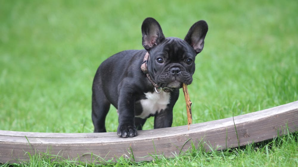 ¿Se puede visitar Stonehenge con perros?